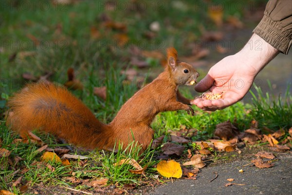 Eurasian red squirrel (Sciurus vulgaris)