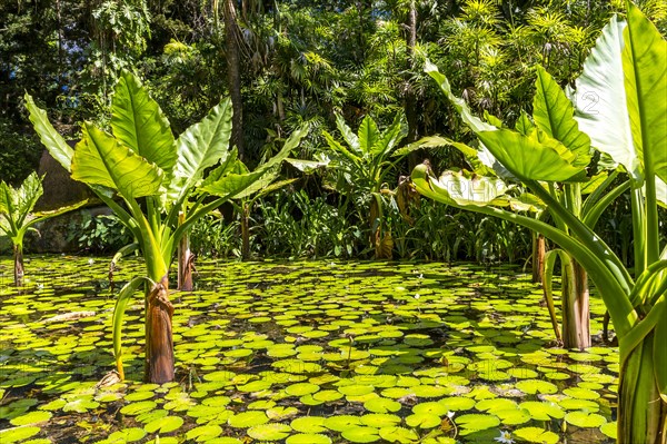 Water Banana Palms (Typhonodorum lindleyanum)