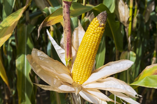 Corn field