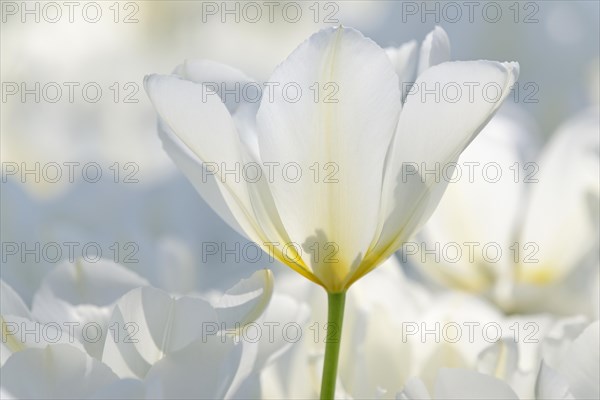 Tulips (Tulipa)