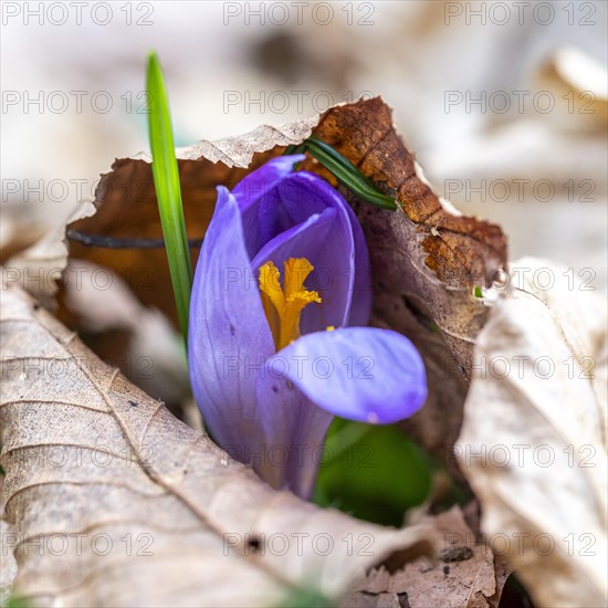 Crocus (Crocus) squeezes through dry leaves