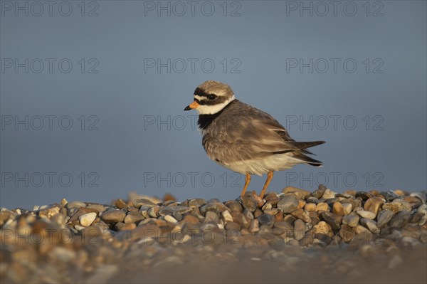 Ringed plover (Charadrius hiaticula) adult bird on a shingle beach