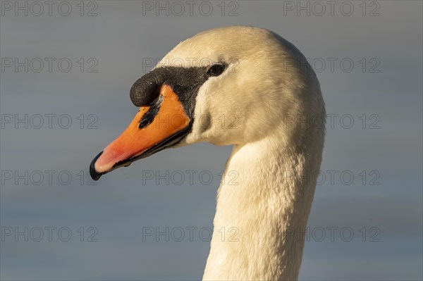 Mute swan (cygnus olor)