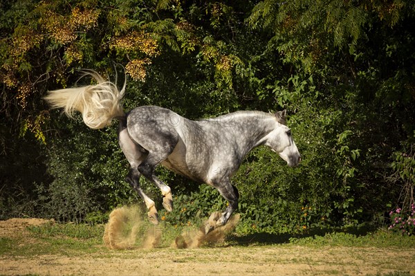 Spanish stallion at buck