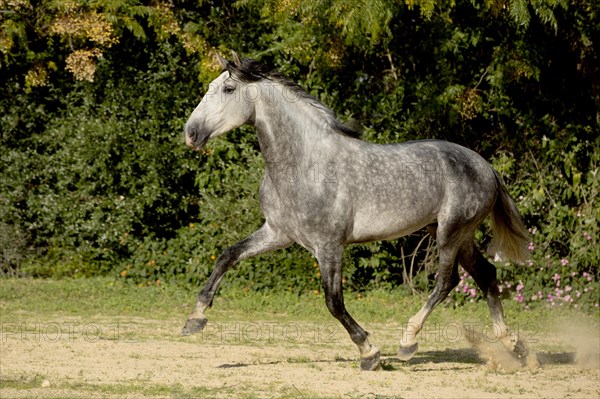 Spanish young stallion at trot