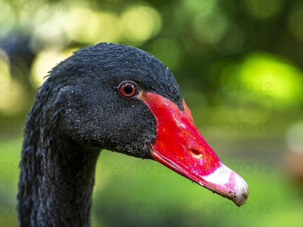 Black swan (Cygnus atratus) in the botanical garden Terra Nostra