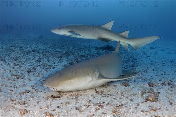 Two Tawny nurse shark (Nebrius ferrugineus)