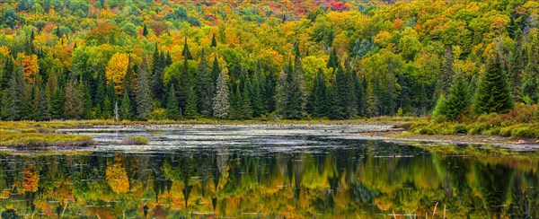 Autumn forest reflected in lake near La Minerve Laurentians Quebec Canada