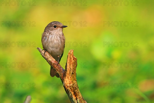 Spotted flycatcher (Muscicapa striata) sitting on a branch