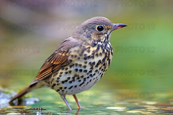 Song thrush (Turdus philomelos) in shallow water