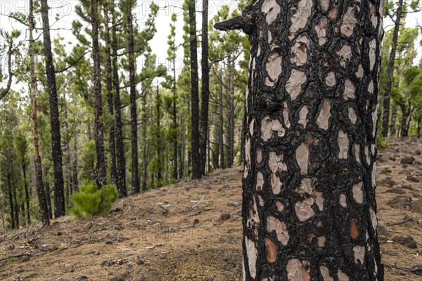 Charred trunk of a Canary Island pine (Pinus canariensis) after forest fire