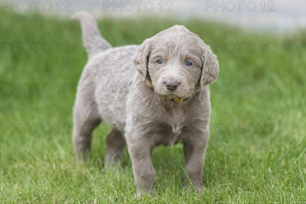 Longhair Weimaraner