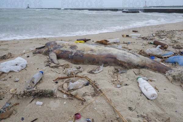 Dead Dolphin washed up on the sandy beach is surrounded by plastic garbage