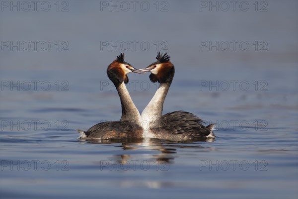 Great crested grebe (Podiceps cristatus) two adult birds performing their courtship display