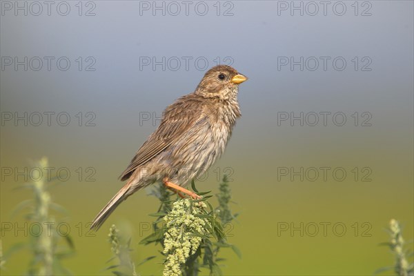 Corn bunting (Emberiza calandra)