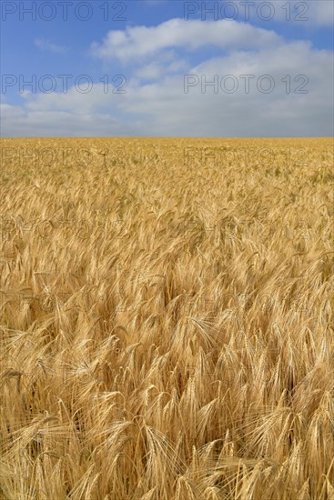 Barley (Hordeum vulgare)