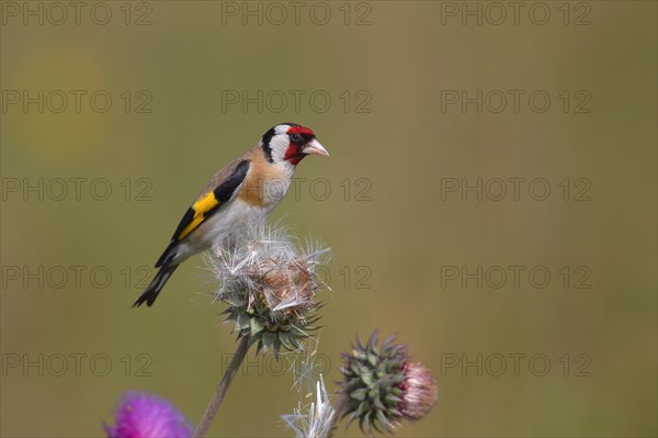 European goldfinch (Carduelis carduelis) sitting on a thistle (Carduus nutans)