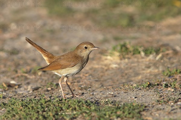 Nightingale (Luscinia megarhynchos) standing on the ground