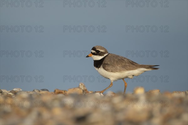 Ringed plover (Charadrius hiaticula) adult bird on a shingle beach