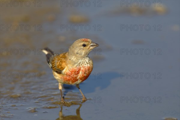 Linnet (Linaria cannabina)