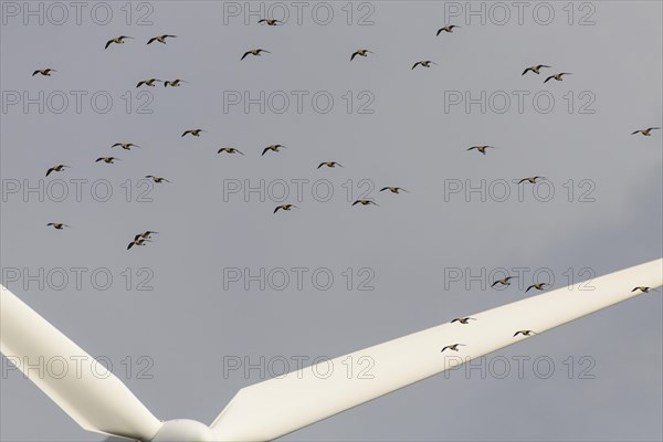 European golden plover (Pluvialis apricaria)