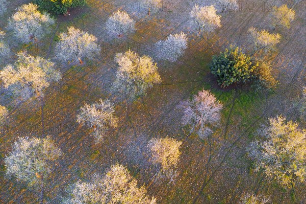 Almond blossom