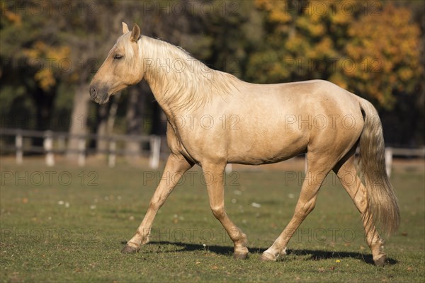 Isabell young stallion trots over paddock in autumn