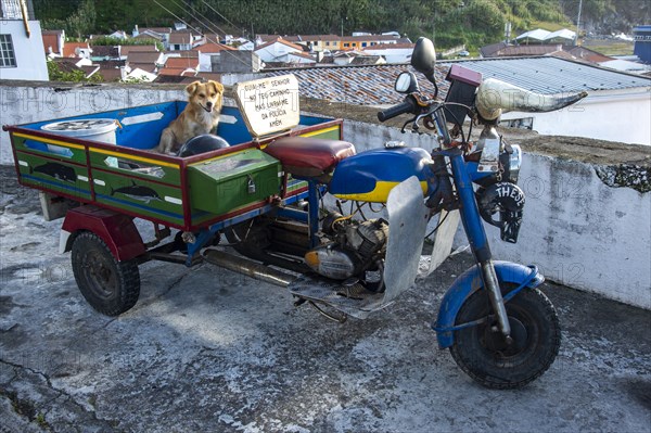 Colorful tricycle with dog on the back of the truck