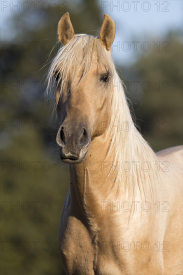 Portrait Iberian young stallion in Isabell color in autumn