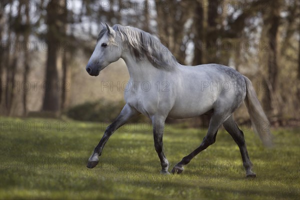 Grey P.R.E stallion trots in the forest