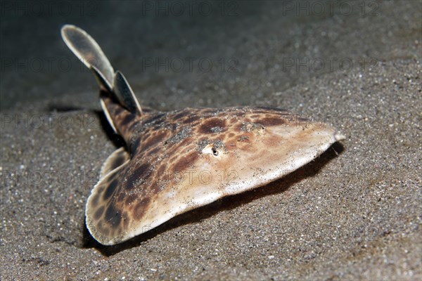 Torpedo electric ray (Torpedo sp.)