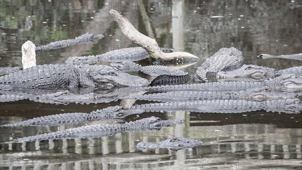 American crocodiles (Crocodylus acutus) lie in water