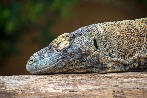 Komodo dragon or Komodo dragon or (Varanus komodoensis) sleeps on tree trunk