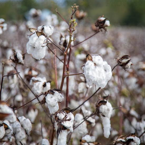 Cotton (Gossypium)