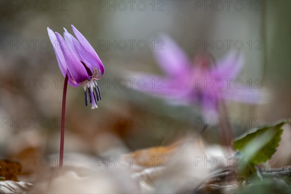 Dog's tooth violetlilies (Erythronium dens-canis)