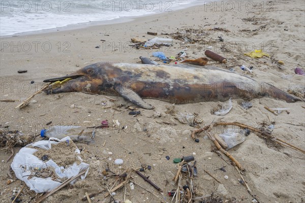 Dead Dolphin washed up on the sandy beach is surrounded by plastic garbage