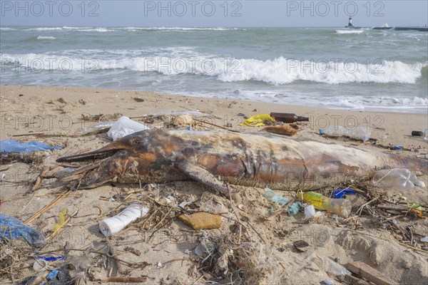 Dead Dolphin washed up on the sandy beach is surrounded by plastic garbage