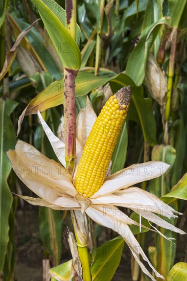 Corn field