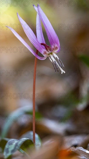 Dog's tooth violetlily (Erythronium dens-canis)