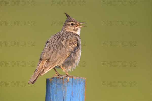 Crested lark (Galerida cristata) sitting on blue post