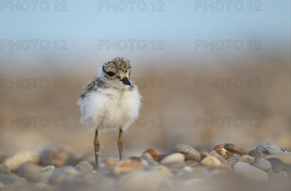 Ringed plover (Charadrius hiaticula) juvenile chick on a shingle beach