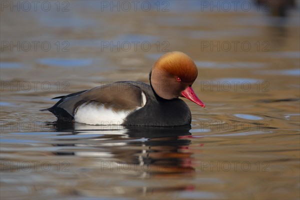 Red crested pochard (Netta rufina) adult male duck swimming on a lake