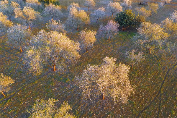 Almond blossom