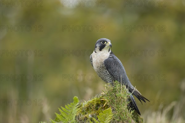 Peregrine (Falco peregrinus) adult male bird perched on a rock