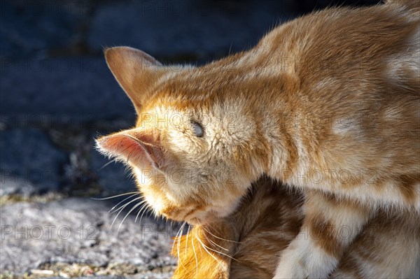 Red cat with big tick on its neck