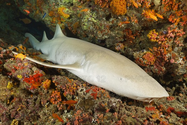 Tawny nurse shark (Nebrius ferrugineus) sleeps in coral reef