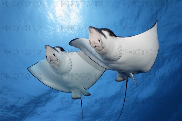 Two Spotted eagle rays (Aetobatus narinari) swimming against the light