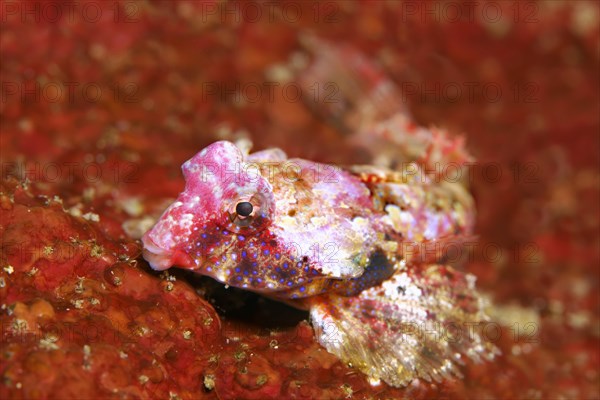 Bartels Lyrefish (Synchiropus bartelsi)