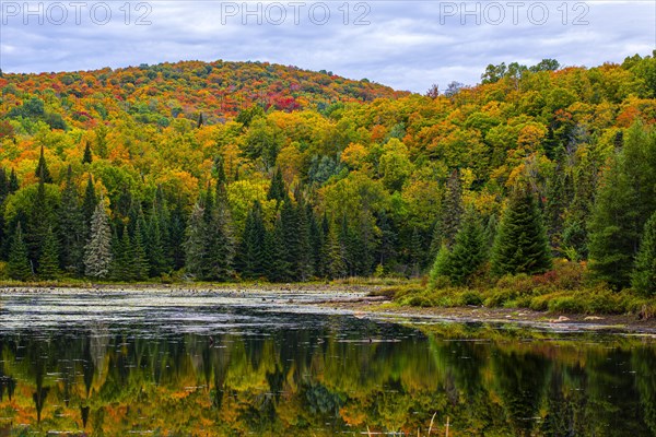 Autumn forest reflected in lake near La Minerve Laurentians Quebec Canada