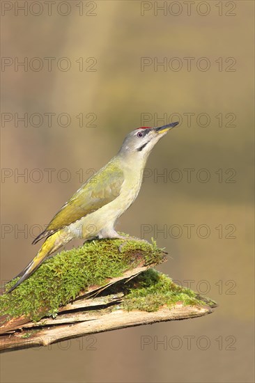 Grey-headed woodpecker (Picus canus) male sitting on mossy tree trunk